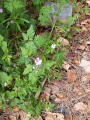 Geranium robertianum
