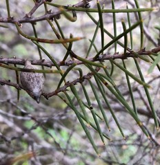 Hakea mitchellii