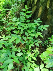 Vaccinium myrtillus