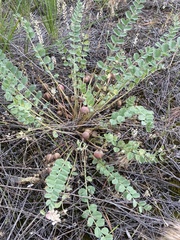 Astragalus longipetalus