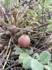 Astragalus longipetalus