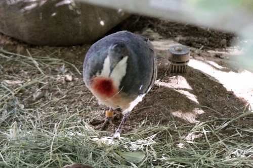 Gallicolumba luzonica