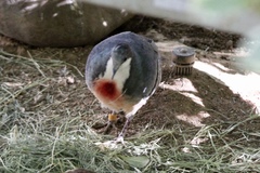 Gallicolumba luzonica