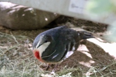 Gallicolumba luzonica