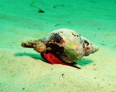 Ischnochiton contractus