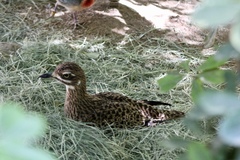 Burhinus