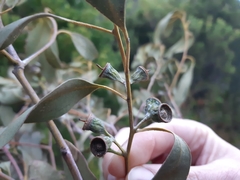 Eucalyptus morrisbyi