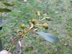 Eucalyptus morrisbyi