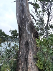 Eucalyptus morrisbyi