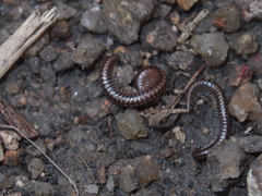 Anaulaciulus tonginus