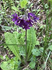 Primula amoena