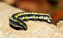 Theretra oldenlandiae