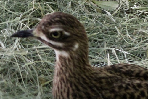 Burhinus capensis