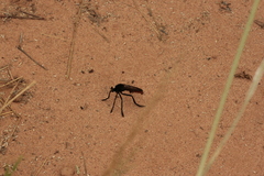 Archilestris magnificus