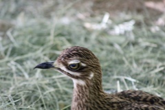 Burhinus
