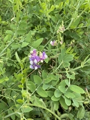 Lathyrus incurvus