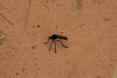 Archilestris magnificus
