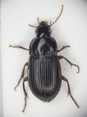 Amara equestris