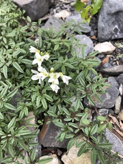 Cardamine bipinnata
