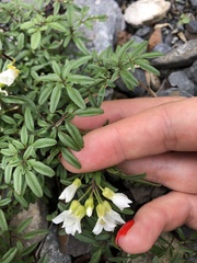 Cardamine bipinnata