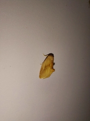 Tortricidia testacea