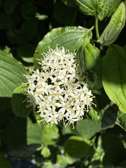 Cornus sanguinea