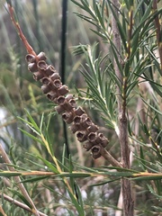 Melaleuca lateritia