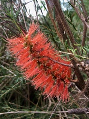 Melaleuca lateritia