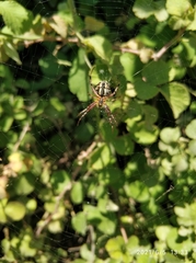 Neoscona adianta