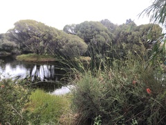 Melaleuca lateritia