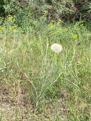 Tragopogon dubius