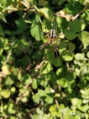 Neoscona adianta