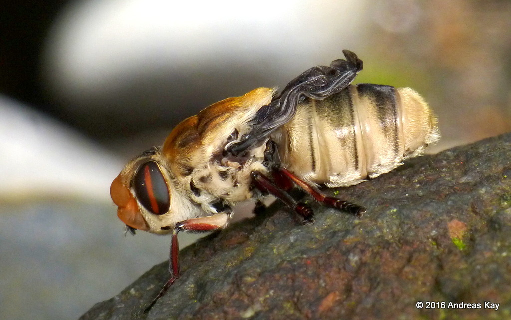 Sheep Bot Fly (NPS National Capital Region True Flies) · iNaturalist