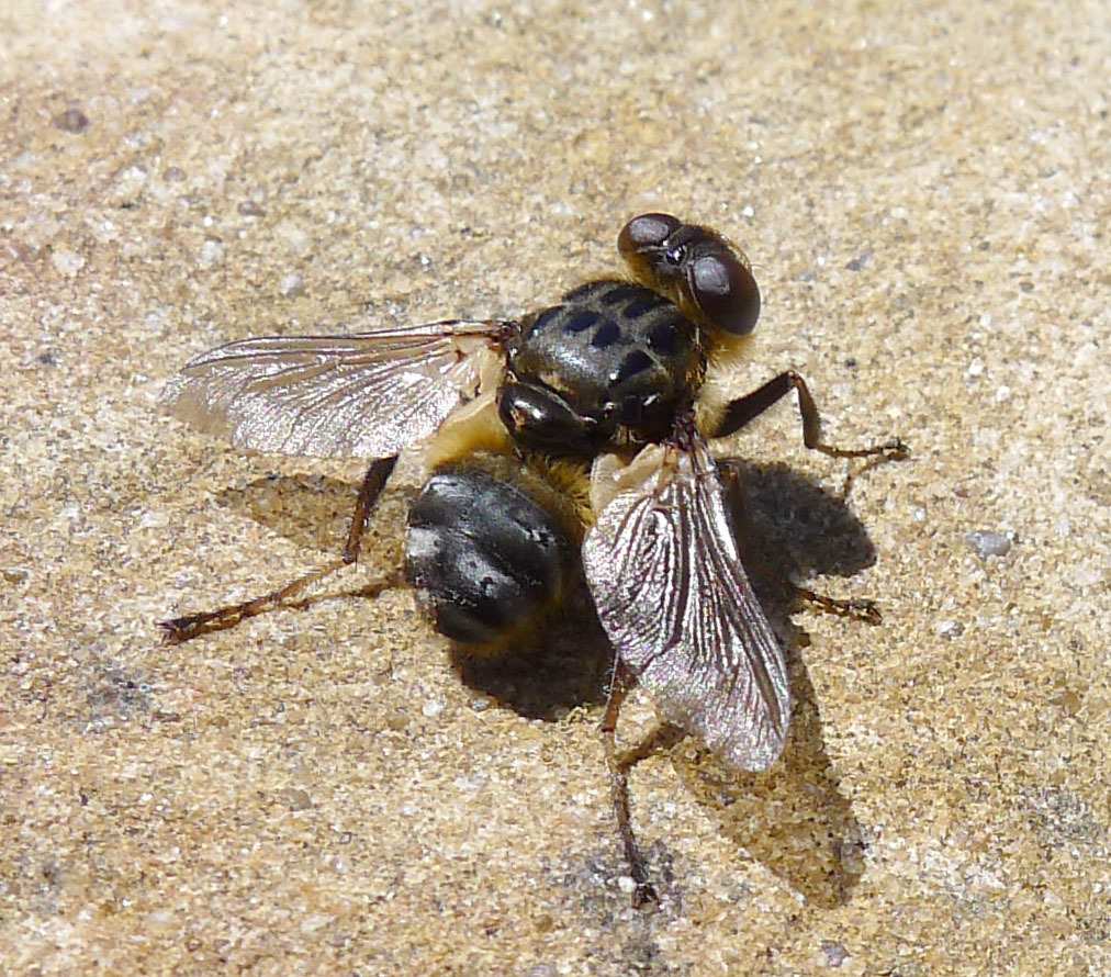 Nose bot fly in UK  The Stalking Directory