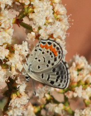 Euphilotes ellisii