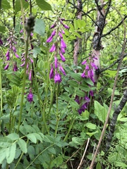 Hedysarum caucasicum