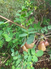 Colutea