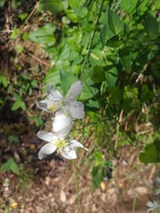 Thalictrum tuberosum
