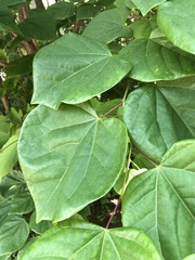 Cercis chinensis