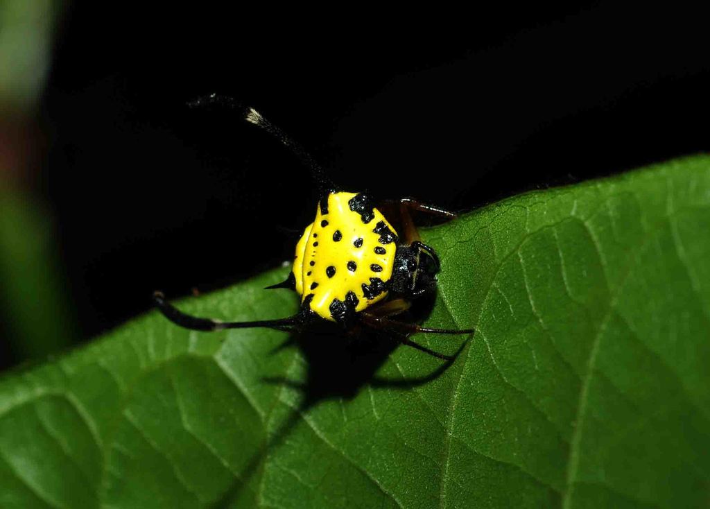 Gasteracantha clavigera