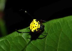 Gasteracantha clavigera