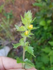 Alectra sessiliflora