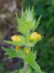 Alectra sessiliflora