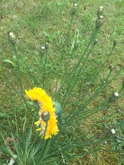 Hypochaeris radicata