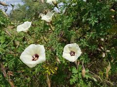 Distimake kentrocaulos