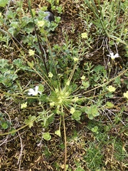 Chamaesciadium acaule