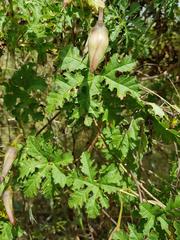 Distimake kentrocaulos