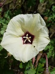 Distimake kentrocaulos