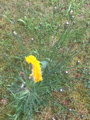 Hypochaeris radicata