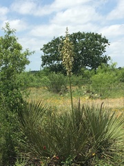 Yucca rupicola